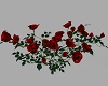 ~CR~Ground Red Rosebush