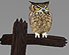 Owl On Post