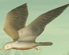 Anim. Flying Seagulls