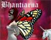 Butterfly - Monarch