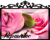*R* Pink Roses Enhancer