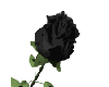 Black Rose!