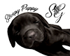 *SG* Sleepy Puppy