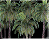 Set  Palm Trees