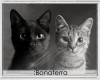 :B Gray Cats