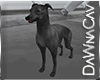 [DJ]Blue Greyhound Pup