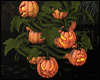 halloween plant pumpkin