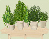 Potted Culinary Herbs