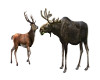 Deer & Elk Fillers