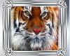 ForTheLuvOf Tigers frame