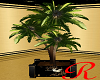 "RD" Royal Palm Tree