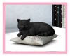 Cat pillow !!ROOMRADIO!!