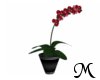 [M] PIS Orchid