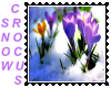 Snow Crocus