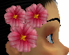 primroses hairflower