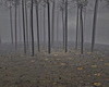 Dark Forest | Photoroom