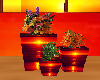3 pc Sunset Plant Set