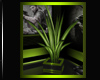 !BLACK OPS Tribute Plant