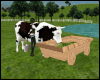 Animated Milking Cow