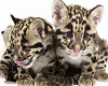 Baby Leopards