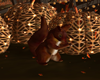( K ) SA Squirrel