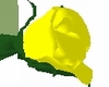 [EZ] Yellow Rose