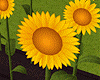 Sunflower Garden DEV