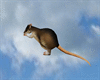 Animated Rat