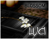 [LyL]Elation Blossom