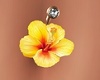 Hibiscus Belly