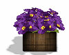 Patio Purple Flowers