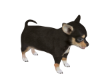 Animated Chihuahua Dog