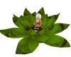 Sweet lotus animated