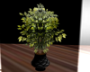 Plant - Ficus