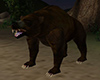 Forest Campin Brown Bear