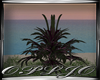 Sunset Beach Plant