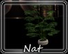 NT Fallin Potted Plant