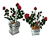 Roses In Pot