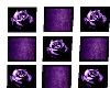 Purple rose frame