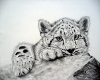 snow leopard wal pic