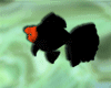 [AM]BOLionChuGoldFish