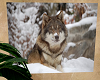 !!  Wolf Picture