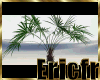 [Efr] Oasis Trachycarpus