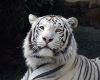 white tiger cutout