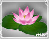 !Lotus pink single