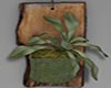 Wall Hanging Plant