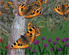 Monarch butterfly fall