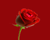Red Rose female