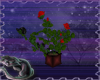 (kd) Red/blk Roses Pot