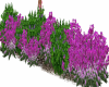 PURPLE FLOWER GARDEN